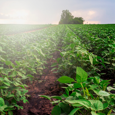 SEED Malawi launches to foster sustainable entrepreneurship and green innovation View on a green crop field in Malawi