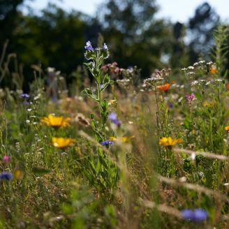 a close up of a flower meadow on a sunny day