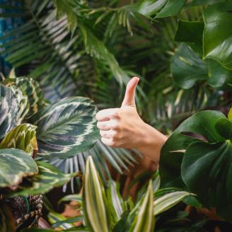 Hand with thumb up between plants
