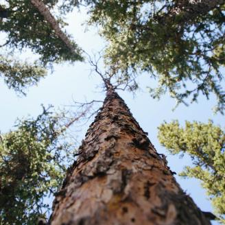 low-angle shot of soaring trees with blue sky