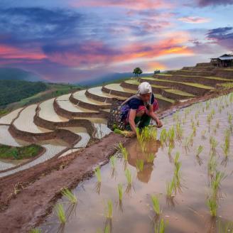 Zwei Personen beim Reisanbau
