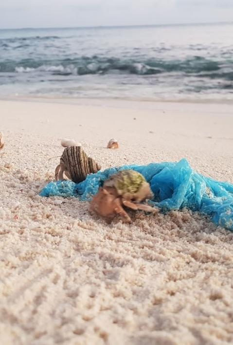 Hermit Crabs rummaging through remains of food waste disposed in a plastic bag on a beach on Ha.Thuraakunu (November 2020)