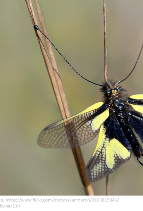 A closeup of an owly sulphur (Libelloides coccajus) on a thin twig