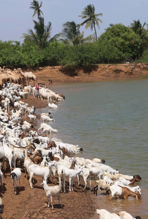 Livestock drinking from Juba River