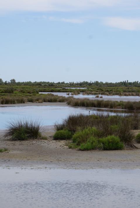 Background BioClim Conference: Camargue by S.Wulf