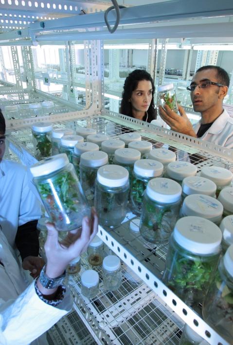 Research team examines plants in laboratory.