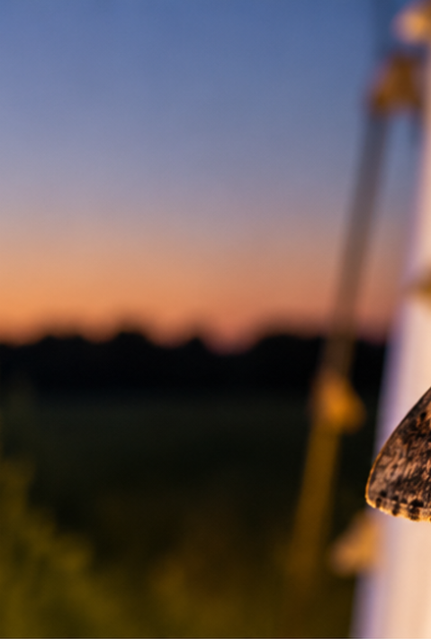 Moth outdoors at sunset