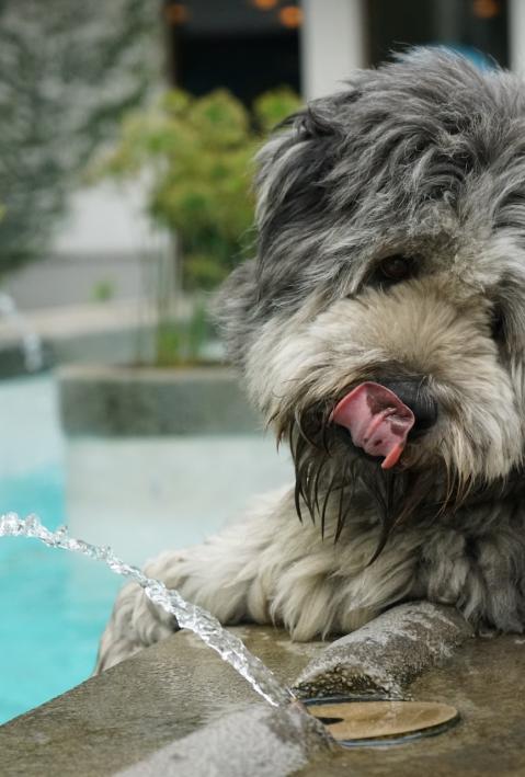 Ein kleiner Hund trinkt Wasser von einer sprudelnden Quelle