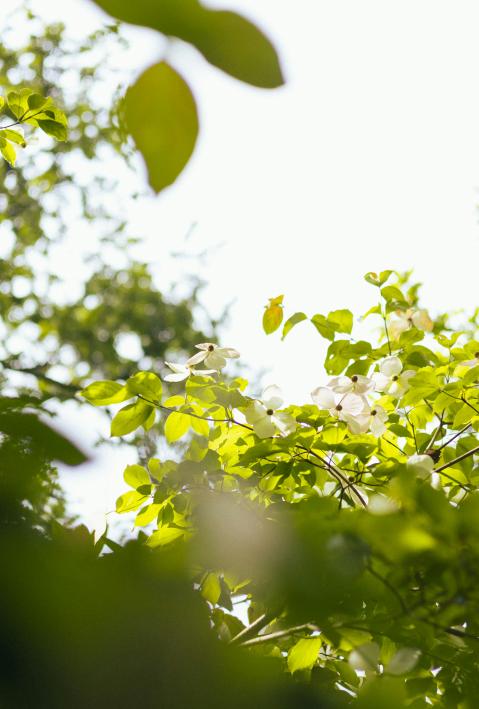 Sharpening focus, nature, environment