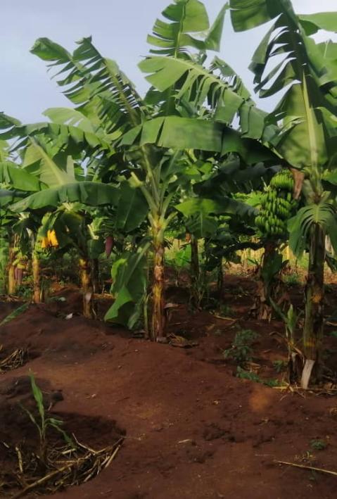A man standing in front of a banana plantation