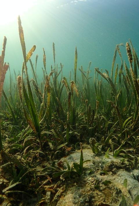 Aufnahme von Algen unter Wasser.
