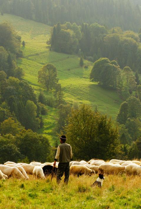 Ein Hirte steht mit seinem Vieh auf einer Weidefläche