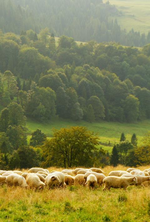 A shepherd and his livestock guarding dog are standing on a pasture looking out over a flock of sheep in a green and hilly landscape. 