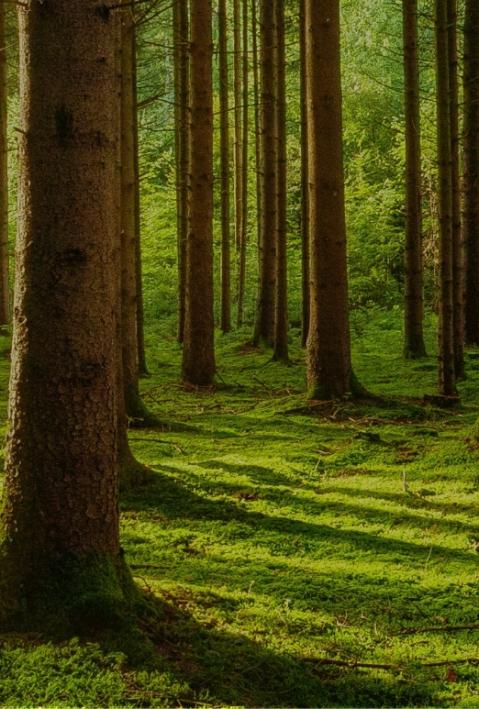 CDR: Politik und Ethik der C02-Entnahme