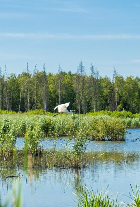 Lake ecosystem with bird