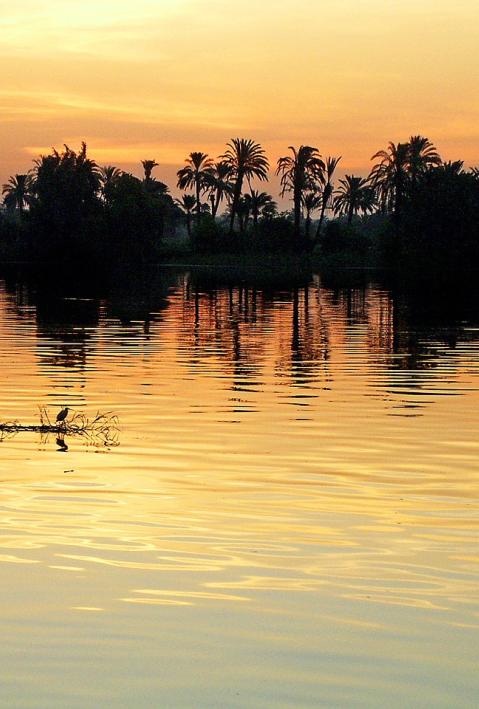 The Nile at Dawn with palm trees showing as shadows and a bird sitting on floating grass in the river
