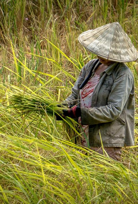 Woman in the rice field. 