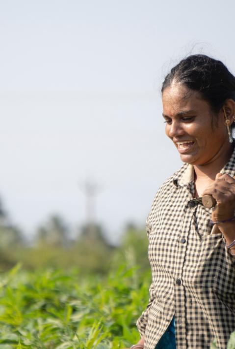 Indian woman working in green fields. 