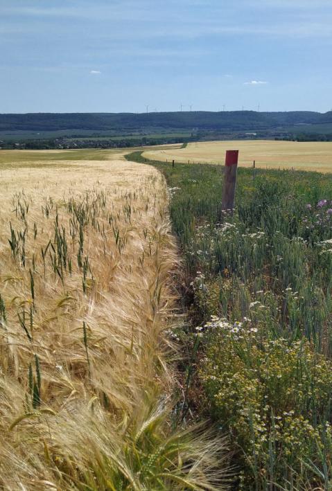Feldrain Kyffhauser mit Getreide auf der linken und einem Wildblumenstreifen auf der rechten Seite