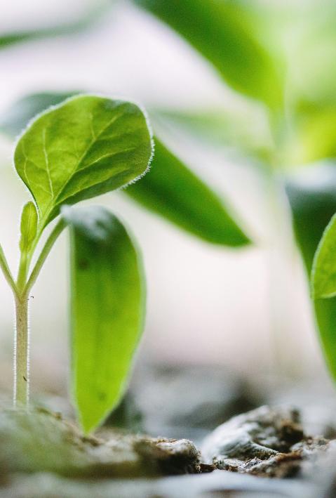 Zwei kleine Gr&uuml;npflanzen nebeneinander