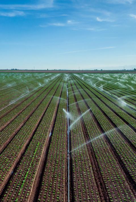 Ein weites Feld mit Bew&auml;sserungsanlage