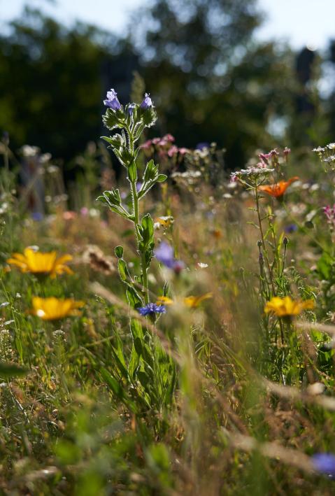 a close up of a flower meadow on a sunny day