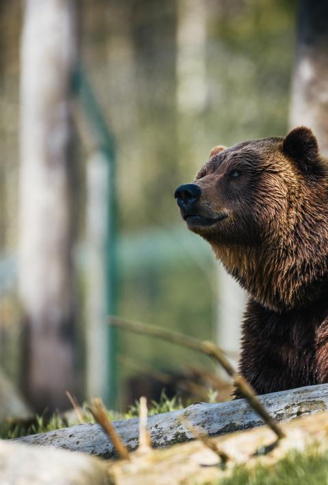 Brown bear sitting in the forest and gazing dreamily into the distance. 