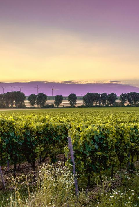 Deutschland, Mörstadt, Natur und Weinberg