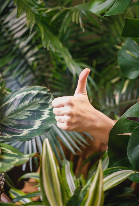 Hand with thumb up between plants