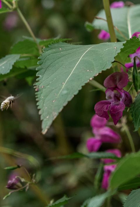 Eine Insekt fliegt auf ein grünes Blatt zu. Im Hintergrund die lila Blüte des Drüsiges Springkraut