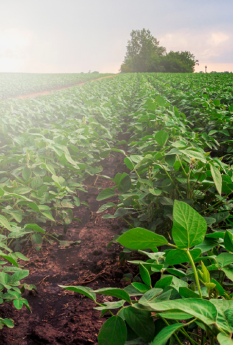 View on a green crop field in Malawi