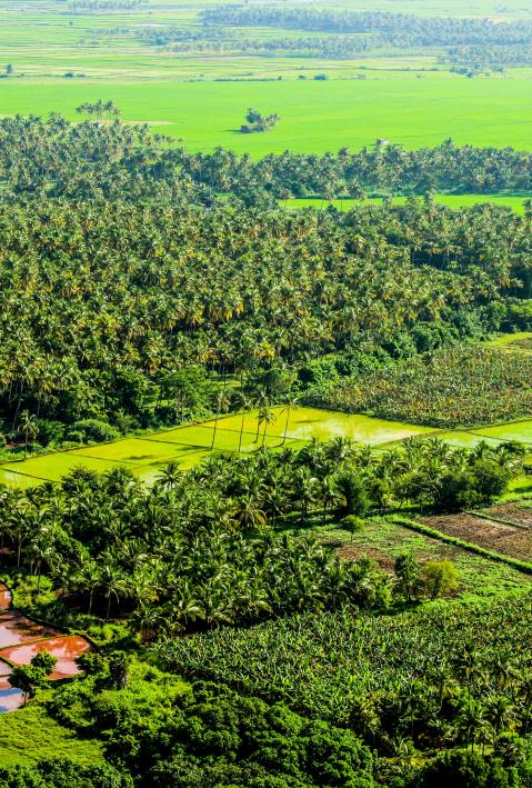 Green trees and plants, Tamil Nadu, India