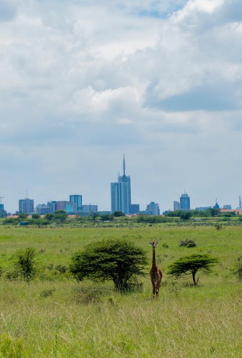 Giraffe in Savannenlandschaft mit Stadt Nairobi im Hintergrund