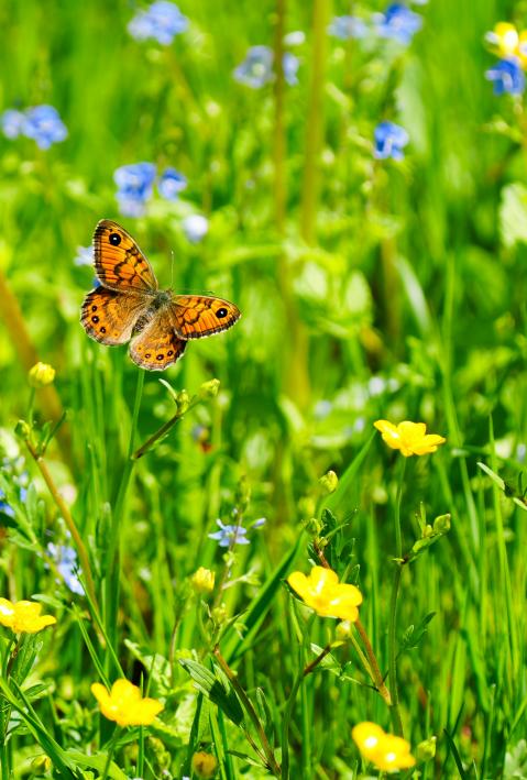 A butterfly (pollinator) flies among vibrant wildflowers