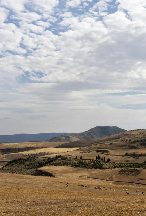 eine-herde-schafe-die-auf-einer-trockenen-wiese-grasen
