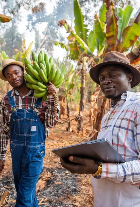 two men working on a banana field