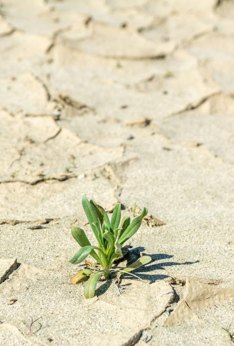 Eine Pflanze sprie&szlig;t aus einem trockenen Boden