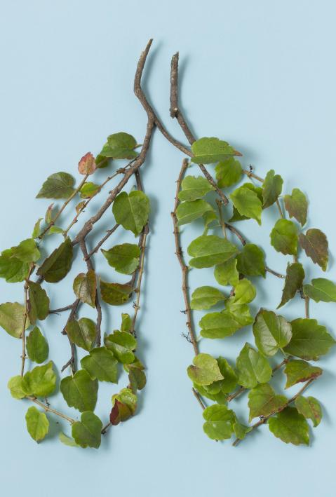 &Auml;ste mit gr&uuml;nen Bl&auml;ttern sind so abgebildet, dass sie einer menschlichen Lunge &auml;hneln, auf blauem Hintergrund