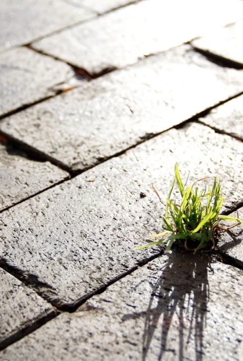 Eine Stra&szlig;e mit eckigen Steinen in Grau, aus einer der Ritzen w&auml;chst ein Grasb&uuml;schel