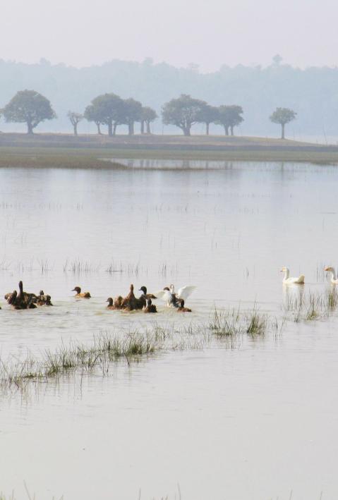 Ducks and swans on water, wetland landscape