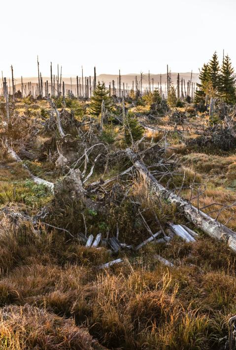 Sumava National Park