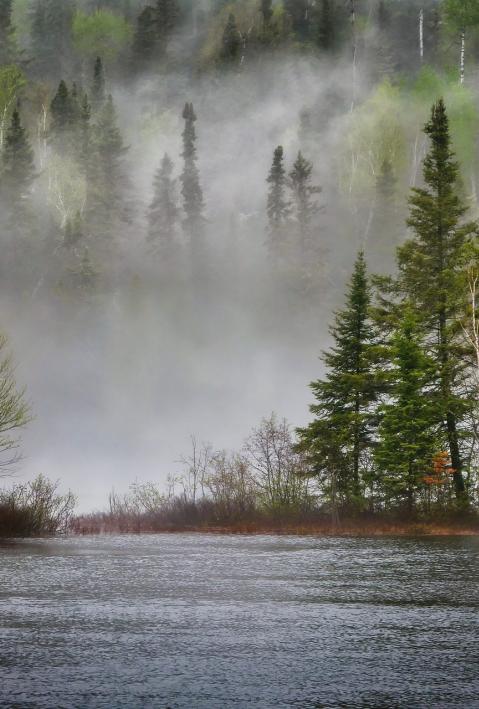 River and forest immersed in mist