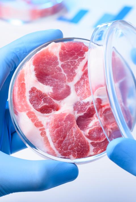 Meat sample in open laboratory Petri dish. Animal cell cultured clean meat concept