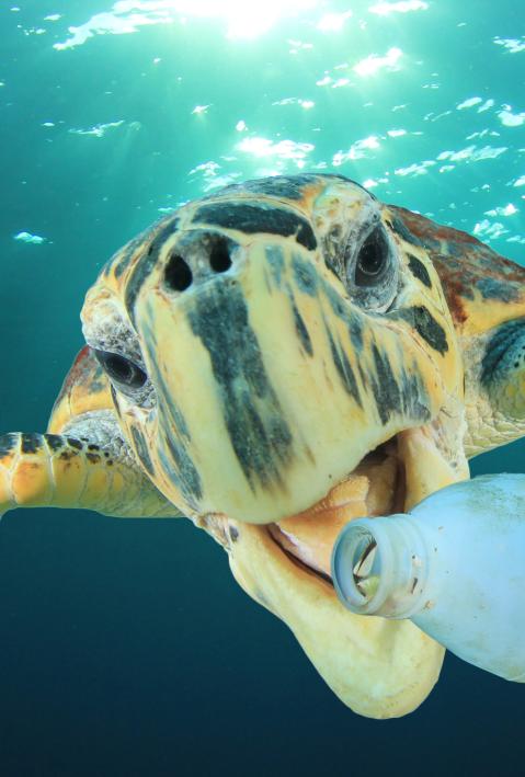 Plastic pollution problem: Sea Turtle eats plastic bottle