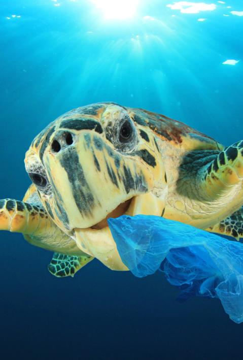 Plastic pollution problem - Sea Turtle eating plastic bag polluting ocean