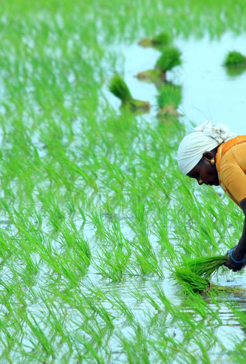Reisbäuerin auf grünem Feld