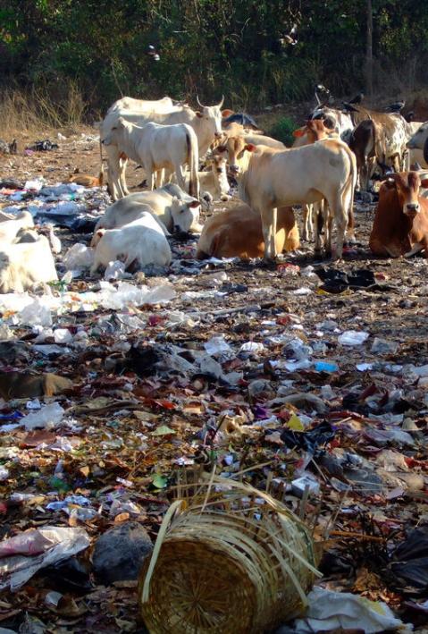Kühe auf der Müllhalde