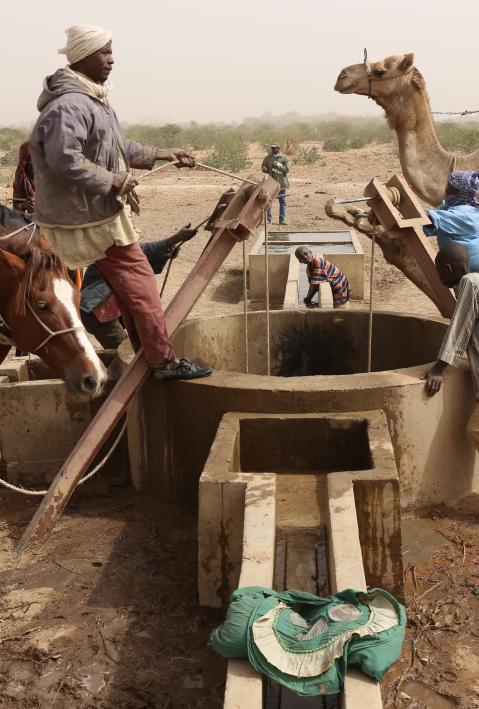 Thirsty cows drinking in a water hole near the village of Dagala in Chad and used by nomad tribes. The picture has been taken on 2nd of february 2017. 