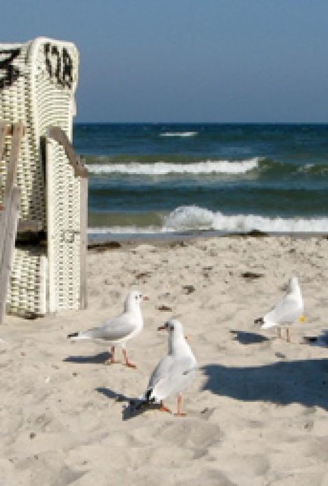 sea gull, Baltic Sea, coast protection, coast