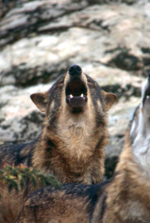 Two wolves are howling in front of a rocky scenery